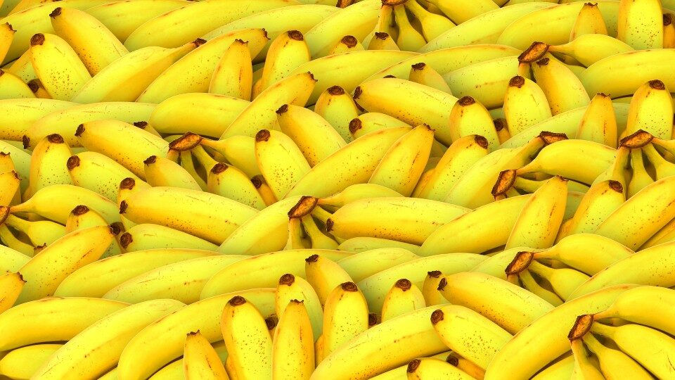 Oamenii de știință avertizează: Bananele ar putea deveni un lux în acest secol.