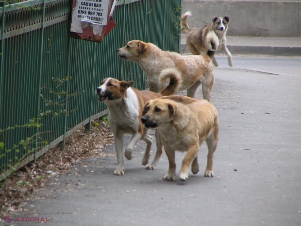Centrul Republican de Diagnostică Veterinară anunță că este în creștere numărul cazurilor de îmbolnăvire a animalelor de rabie.