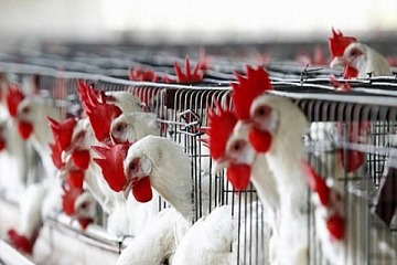 Годовое производство мяса птицы всех профильных предприятий оценивается примерно в 50 тыс. тонн.