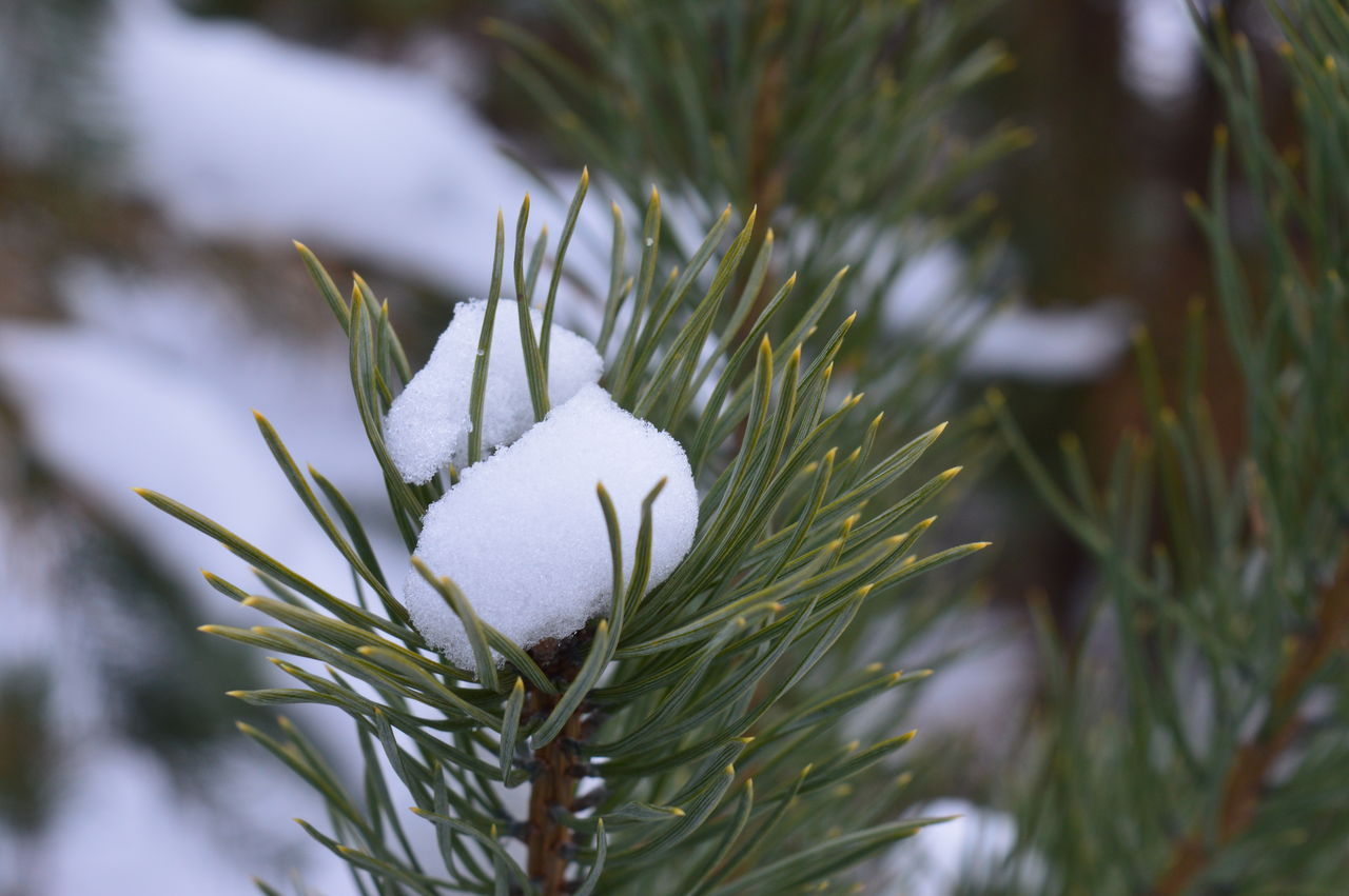 В ближайшие время снова будет морозно.