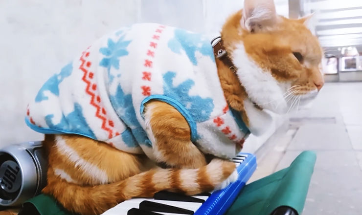 В Минске кот "играет" шансон в переходе.