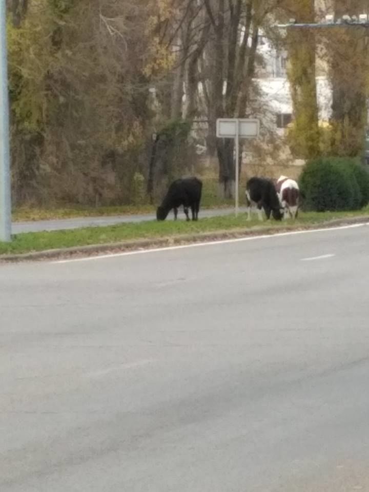 Imaginea zilei: La păscut pe bulevardul Dacia din Capitală