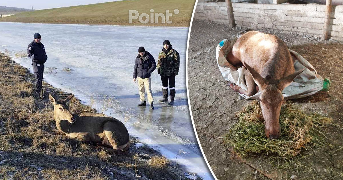 Inspectorii de mediu din raionul Ștefan Vodă au salvat o căprioară rănită.