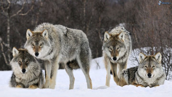 Primaria municipiului Comrat avertizează locuitorii despre posibilitatea de a se întâlni cu animale sălbatice în satul Budzhak.  