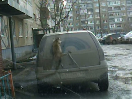 Толстый кот сломал дворник у припаркованной машины.