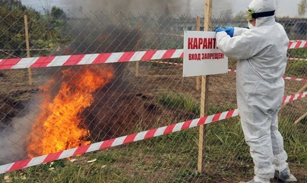 В Копчаке локализовали очаг сибирской язвы.