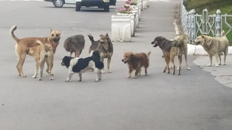 Во Флорештах стая бродячих собак напала на девочку.