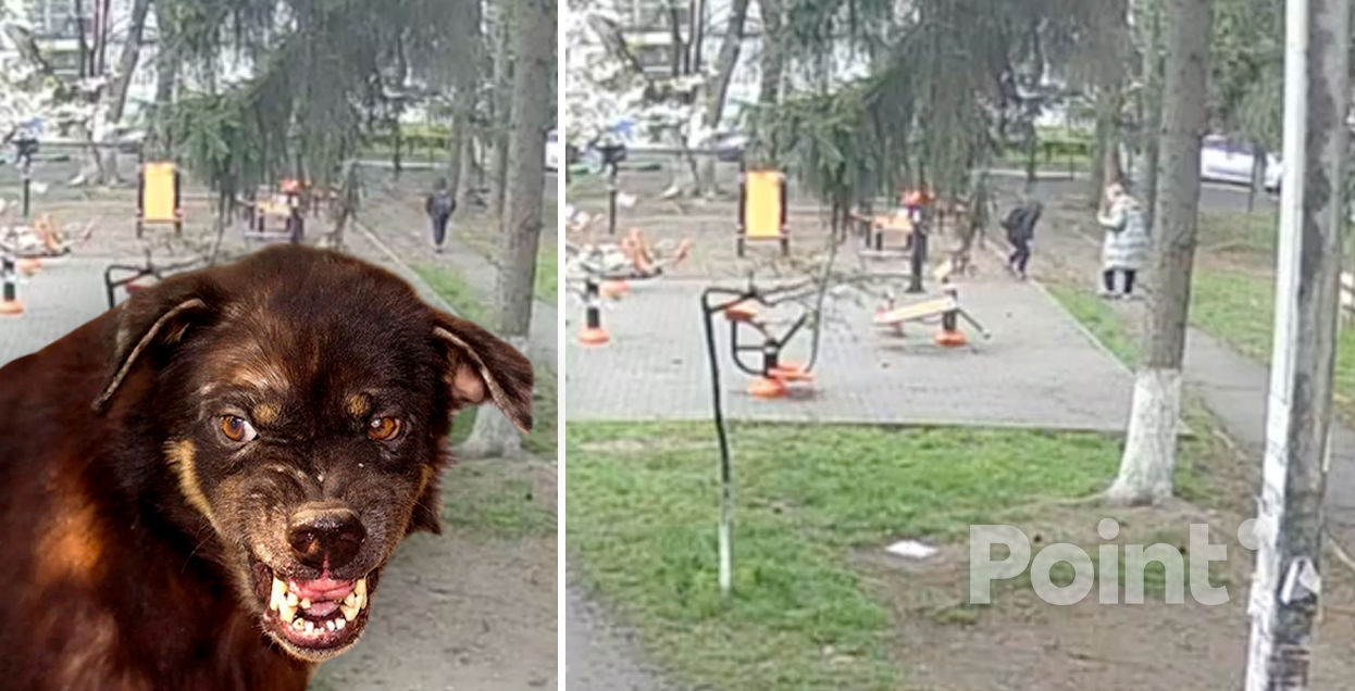 Un copil din Capitală, atacat de o haită de câini vagabonzi în drum spre școală.