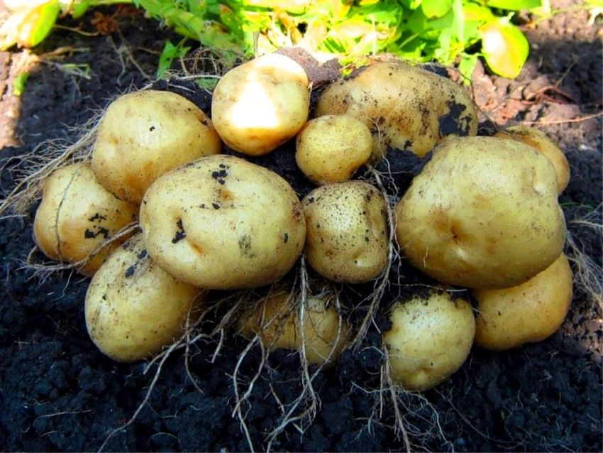 Снижение сельхозплощадей под овощными культурами эксперты объясняют нерешенной проблемой орошения.