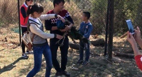 Un crescător a găsit „păunul albastru” mort, cu unele dintre pene lipsă, în timpul vacanței de Anul Nou Lunar, în grădina zoologică Yunnan Wild Animal Park.