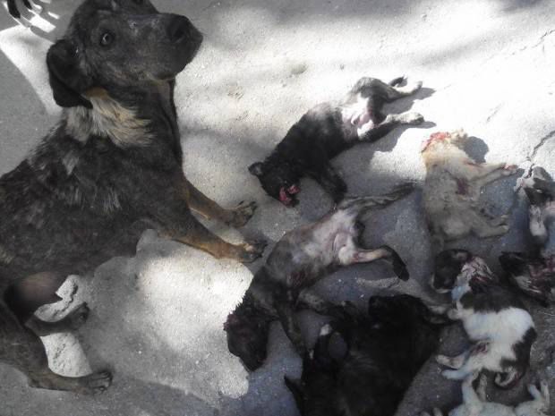 Cățeluși fără stăpân de doar o lună, omorâți cu cruzime. Foto: realitatea.md