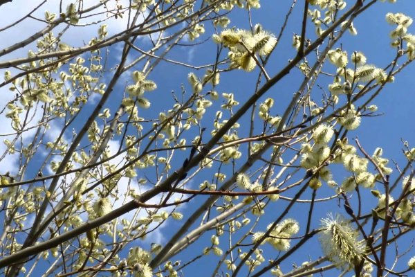 В Молдову весеннее тепло вернется в конце недели.