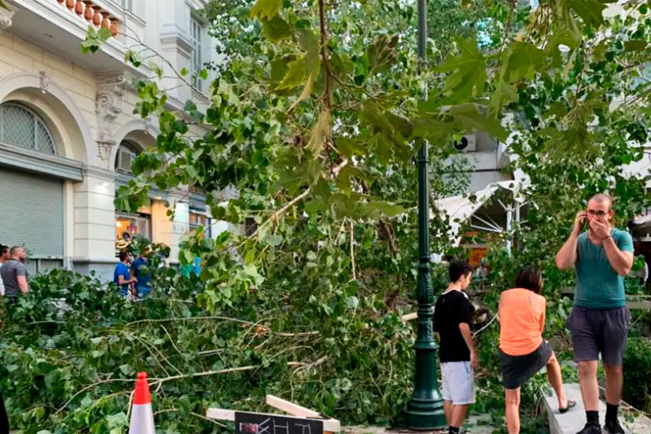 В Афинах дерево упало во время ужина американских посла и сенатора.