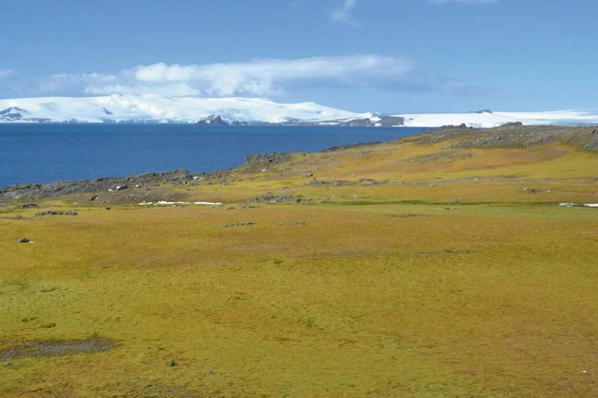 Antarctica înverzește în mod accelerat din cauza încălzirii globale.