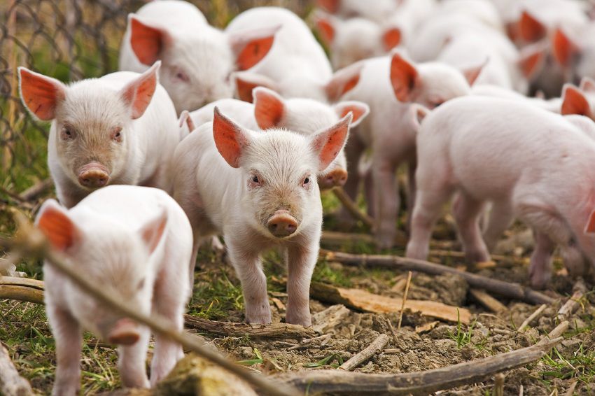 Transnistria interzice importul de porci de pe teritoriul Moldovei