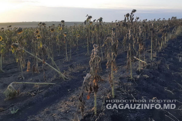 В Гагаузии высыхают поля подсолнечника. Фото: gagauzinfo.md.