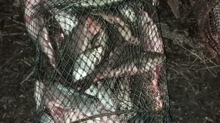 Погранполиция Молдовы задержала на Днестре трех рыболовов-браконьеров с центнером рыбы.