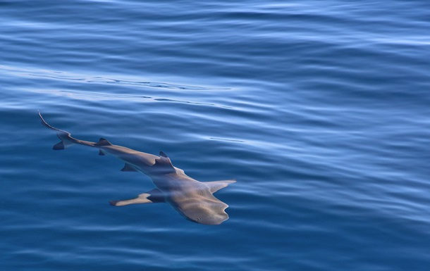 Un rechin a atacat un bărbat în largul coastelor Israelului.