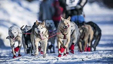 Alaska: A început tradiţionala cursă de sănii trase de câini