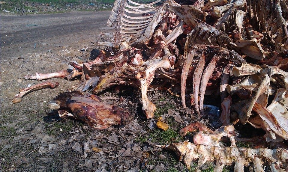 Отходы со скотобойни угрожают экологии в Яловенском районе.