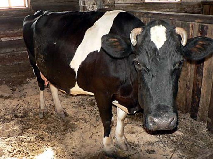 O femeie în vârstă de 33 de ani a fost ucisă de propria vacă.  Foto: LiveJournal 
