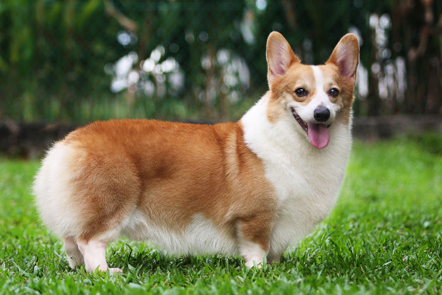 Poliția din Moscova va avea în serviciu câini de rasa Corgi galez Pembroke. Foto: familist.ro