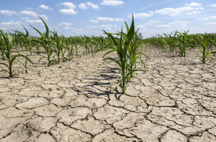 Pagube de ordinul milioanelor de lei pentru agricultori