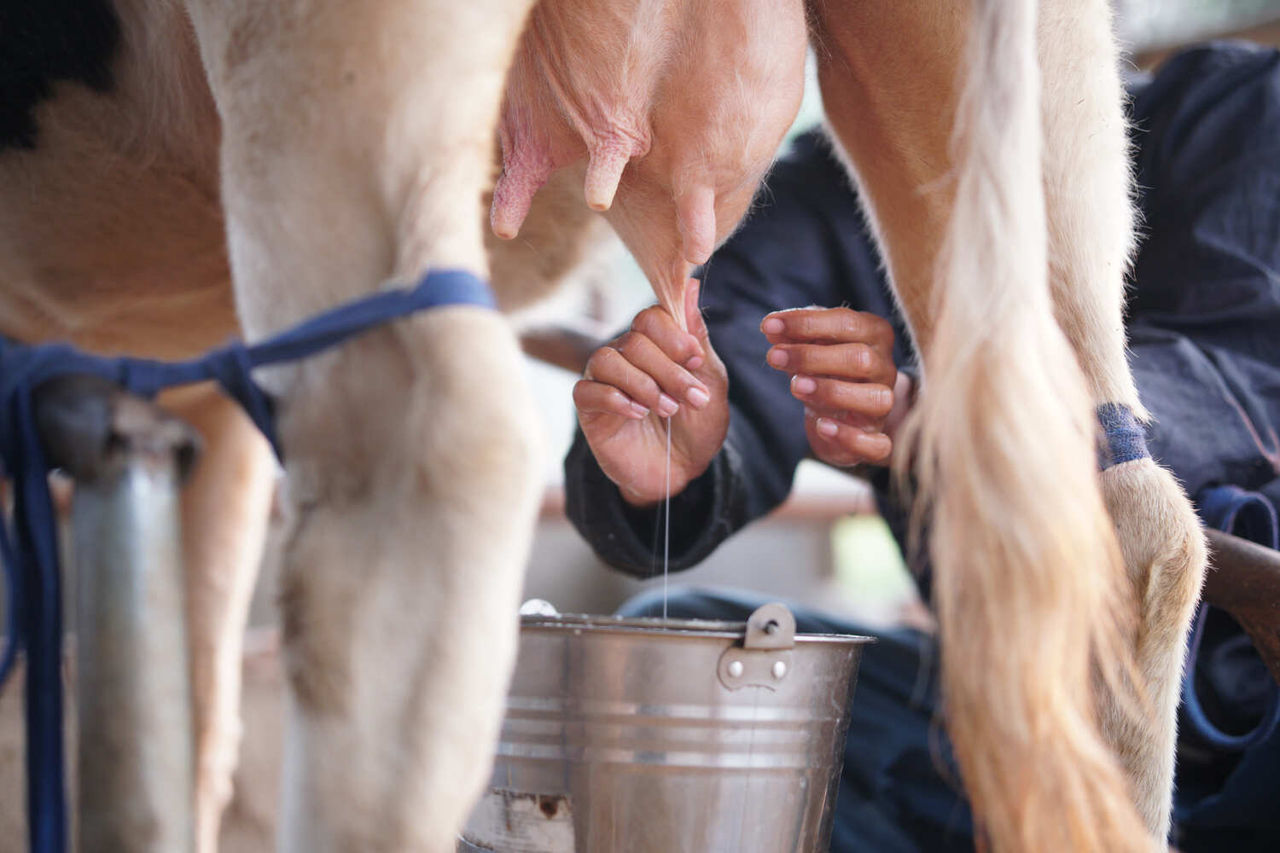 Cetățenii care dețin animale acasă pot vinde surplusul de lapte, ouă sau miere.