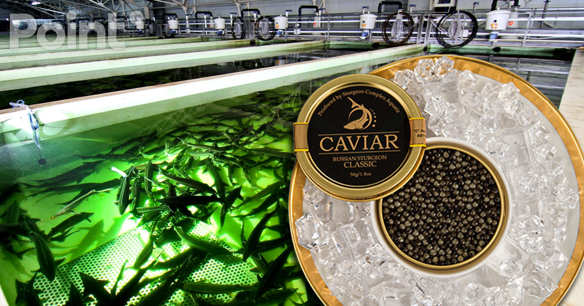 Compania Aquatir din Tiraspol a câștigat peste un milion de dolari din exportul de caviar în Europa.