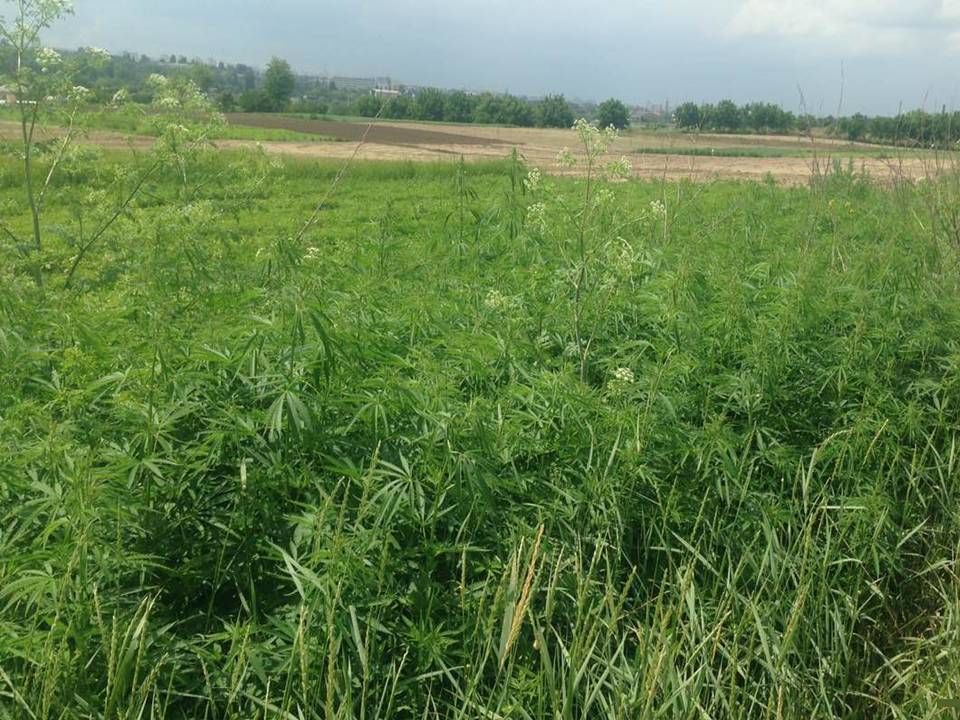 В селе Бык мужчина попался на возделывании конопли.