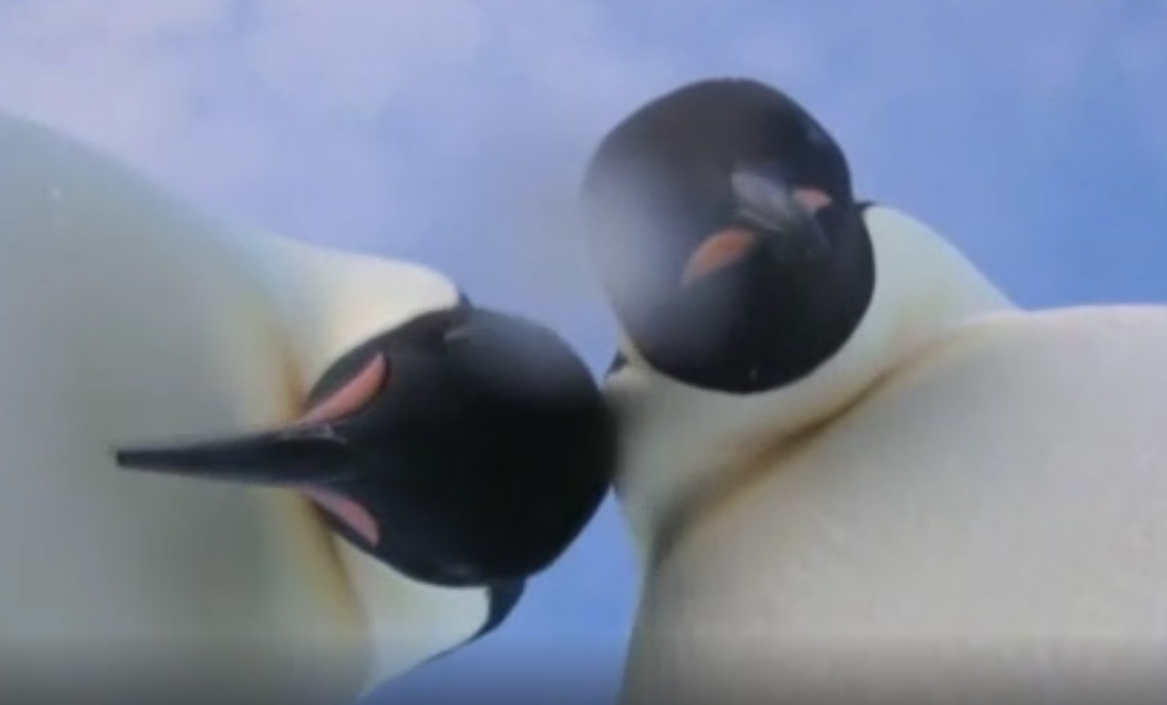 Doi pinguini imperiali au făcut, fără să vrea, un selfie