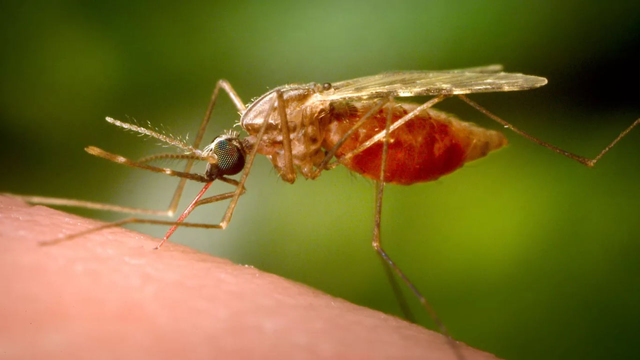 China înregistrează mii de cazuri de îmbolnăviri cu chikungunya.