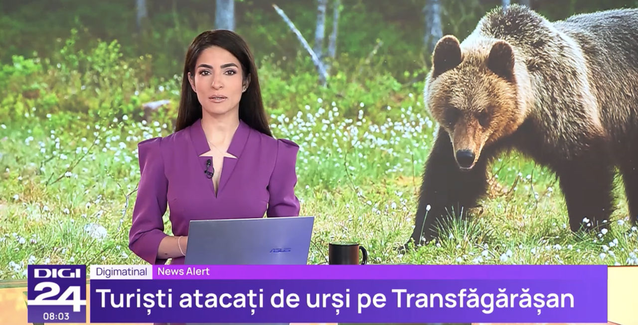 Trei turiști străini au fost răniți de urși în România.