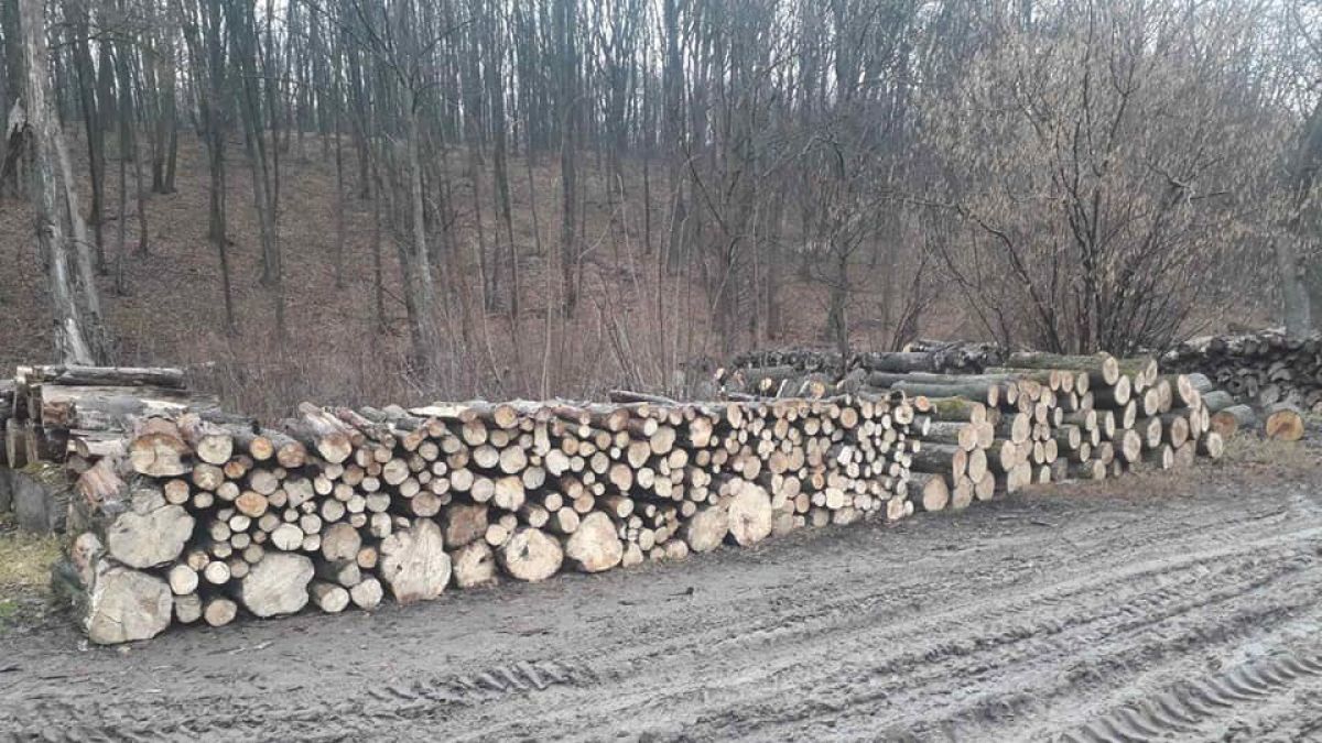Сотрудники заповедника Plaiul Fagului отрицают массовую вырубку леса.