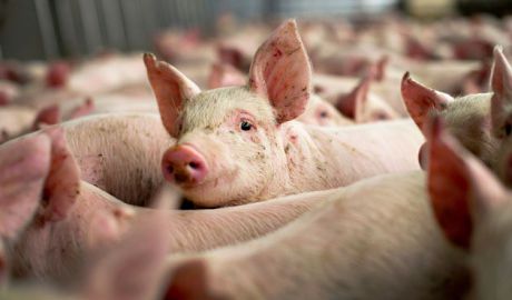 Noi focare de pestă porcină în nordul ţării. Foto: olttv.ro