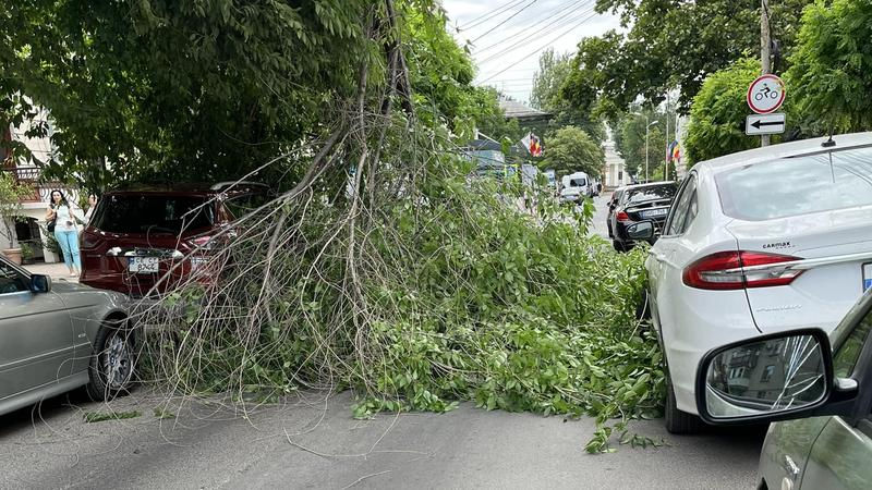 В Кишиневе огромная ветка упала на автомобиль.