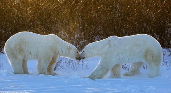 Cercetătorii ruși din Oceanul Arctic, asediați de urșii polari.
