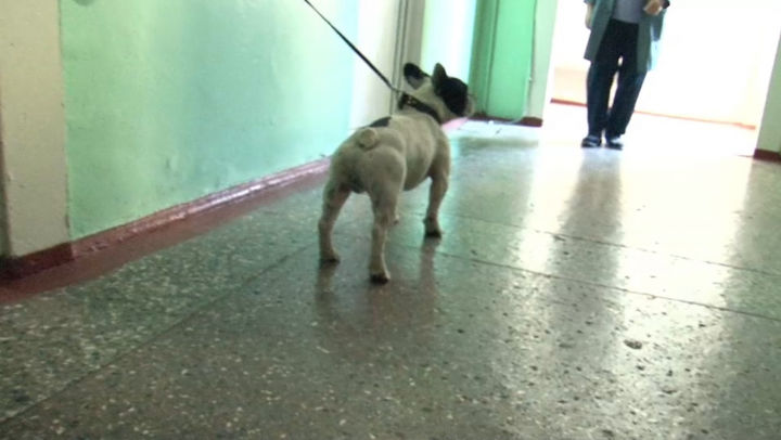 Un câine de rasă buldog francez, lăsat fără lesă de stăpâna sa, a pătruns în şcoală şi a încolțit un elev. 