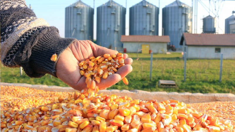 Сельхозассоциация Forţa Fermierilor: Запрет экспорта кукурузы - это удар по фермерам.