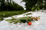 После града повреждены многочисленные автомобили и крыши зданий, выбиты стекла, пострадали и сельскохозяйственные посевы.