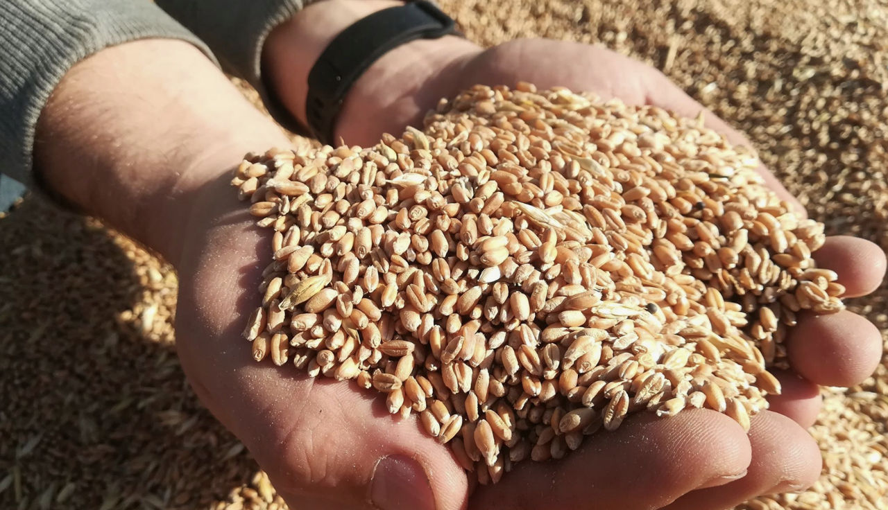 Prelucrarea costisitoare a cerealelor reduce competitivitatea agrobusinessului moldovenesc.
