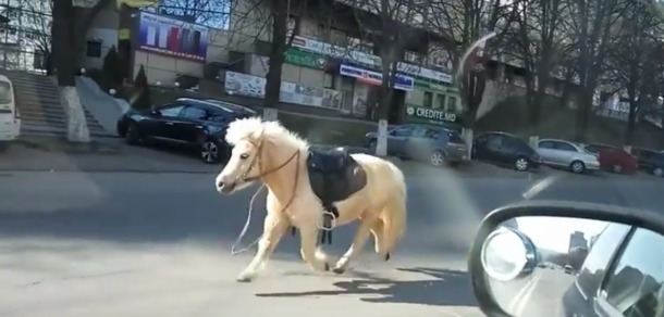 Un ponei, urmărit de poliție pe străzile din Chișinău. Foto: captura #diez.md
