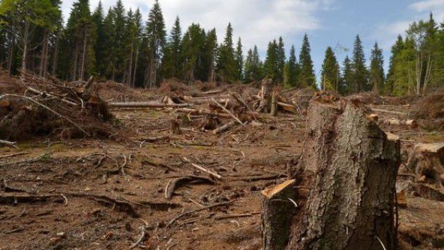 Cinci angajaţi de la Moldsilva şi doi de la Inspecţia Ecologică din Bălţi au fost reţinuţi în cazul defrişărilor ilicite din Făleşti.
