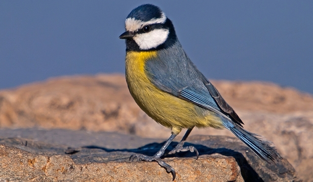 Atât masculii cât şi femelele din specia Cyanistes caeruleus (piţigoi albastru) au pene pe creştetul capului ce reflectă lumina ultravioletă.