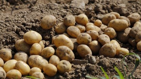 Fermierii au înregistrat în acest an o recoltă mai mică de cartofi. Foto: sfatnaturist.ro