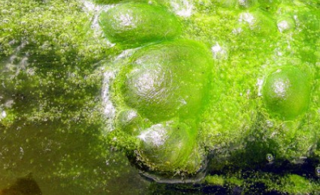 Cea mai mare centrală de producţie a microalgelor se află în Australia de Vest, la Hutt Lagoon.