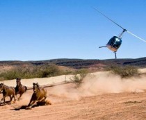  Peste 10 000 de cai sălbatici vor fi sacrificaţi în Australia, autorităţile susţinând că aceştia distrug pământurile şi sursele de apă.