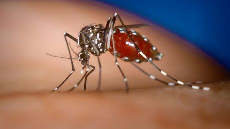Pe parcursul acestui an, peste 100 de persoane din Uniunea Europeană s-au infectat cu virusul West Nile. Foto: al.com