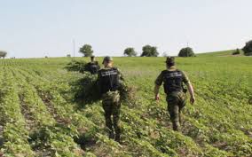 Încă un lan de cânepă a fost depistat la frontiera moldo-ucraineană. Foto: adevarul.ro