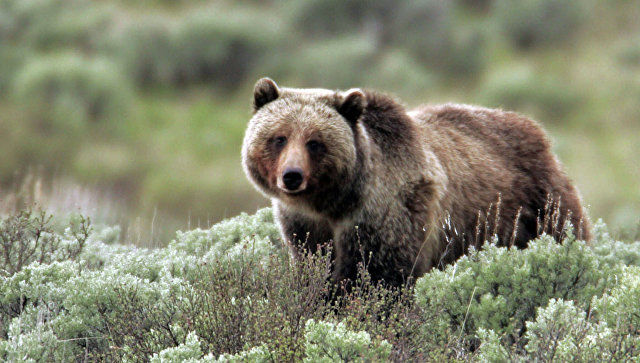 В США три человека погибли после столкновения фургона и медведя. Фото: Yellowstone National Park